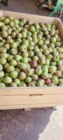 Sprzedam 10 skrzyń Boskopa. 7.5 +