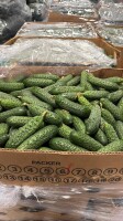 🇵🇱 ŚWIEŻE OGÓRKI GRUNTOWE Z RUMUNII – SPRZEDAŻ HURTOWA 🥒 
Firma MEGAFRUCT MAIAMAX oferuje świeże ogórki gruntowe z Rumunii.

✅ Kaliber: 9–16 cm
✅ D