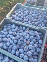 sprzedam śliwki duże ilości piekne dużo owoce Nejbolia ,mieszaniec cena 3 złote