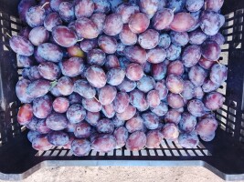 Sprzedam śliwki węgierki z mlodego sadu Towar jeszcze na drzewie. Około 10-12  ton 2.50/ kg