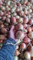 Sprzedam cebulę 45+ , możliwość pakowania worek szyty lub big bag