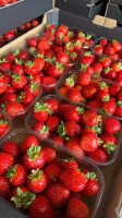 Szukamy odbiorcy truskawek deserowych Hademar (sezon aktualny) oraz Florice i Karina (przyszły sezon). Zbiory od maja do października.
