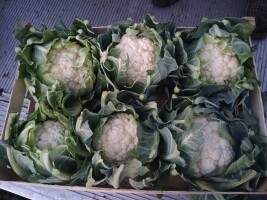 Witam sprzedam kalafior 6 opakowanie łuszczka na jutro 150 opakowań 23 zł