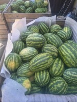 Sprzedam arbuza 3-8 kg z własnego pola. Arbuz skórki pełny w środku. Zapraszam
