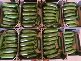Sprzedam cukinię Rhodos - karton 5kg. Rozmiar 250 - 500 gram. Około 1500 - 2000 kg co drugi dzień.
