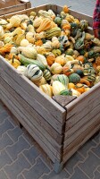 Sprzedam dynię halloween kaliber 1- 4 i 4-8 . W sprzedaży również inne dynię między innymi :Piżmowa Muscat
Nelson
Hokaido 
Ozdobna mix kilkadziesiąt o