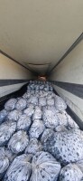 🔎 KUPIĘ ŚLIWKI STANLEY NA CEFER / DO PRODUKCJI DESTYLATU! 
Poszukuję śliwek odmiany Stanley, przeznaczonych na przerób / produkcję alkoholu.

📦 Zapo