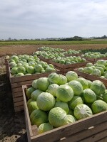 Sprzedam kapustę odmiana CYCLONE Kaliber od 2.5 do 5.5 kg opakowanie luzem w skrzynie klienta ilości tirowe