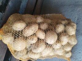 Sprzedam ziemniaki Colomba, luz lub worek 15 kg. Duże ilości.
