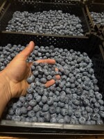 Sprzedam borówkę odmiany Calypso - 1100 kg - towar schłodzony