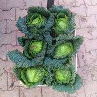 Sprzedam Kapusta włoska 2.5zł -kg