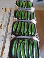 Sprzedam cukinię handlowa 300-550dkg około 600kg dziennie. Możliwość dowozu tel. 667936999
