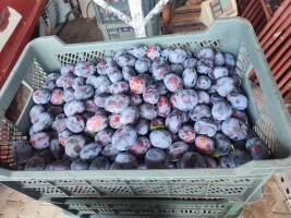 Sprzedam śliwkę Amers 250 kg