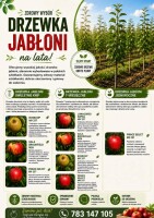 Sprzedam drzewka jabłoni.