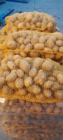 Sprzedam ziemniaki jadalne odmiany Soraya. Cena oraz opakowanie do uzgodnienia. Możliwa Fv Vat. Duże ilości