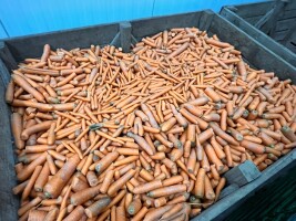 Witam sprzedam odsort marchwi 10gr za kilo.