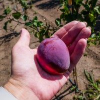 Sprzedam urwę pod zamówienie ładne śliwki haganta około tony prezydenta top hit amers ostatki około 200 kilo Okolice Józefowa nad Wisłą lubelskie Pros