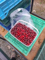 Dereń jadalny. Sprzedam owoce derenia jadalnego. Wysyłkowo do paczkomatów. 20zł/ kg.Tel.501 426 756 lub meesenger
