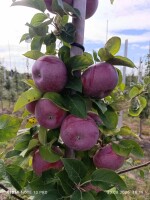 Sprzedam Lobo z młodych drzewek 7-10 ton Potem będę miał Galę Brookfield