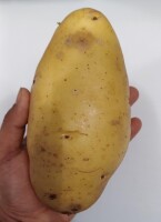 KUPIĘ ZIEMNIAKI DUŻE – KALIBER 70 mm+ 🥔 
✅ Ilości całosamochodowe
✅ Możliwa stała współpraca

Proszę o kontakt z informacją dotyczącą dostępnej ilośc