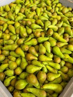 Gruszka ... Belgia, grupa producencka, bezpośrednie załadunki samochodowe. Skrzynka drewniana 12 kg ... dostępnośc całoroczna ...