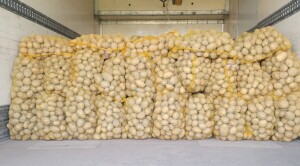 Sprzedam 600 worków ziemniaków pakownaych w worki po 15kg. Odmiana Soraya.