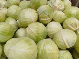 sprzedam kapustę białą handlową kaliber 1,5-3,5 kg duże ilości