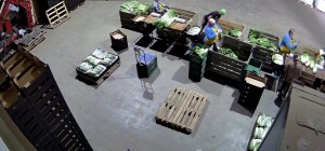 Zatrudnię 4 kobiety z Ukrainy do pracy przy kapuście pekińskiej. Praca od zaraz . Zapewniam bezpłatne zakwaterowanie .