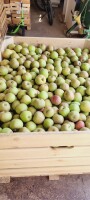Sprzedam Boskopa 9 skrzyń. od 7.5+