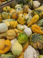 Sprzedam duże ilości dyni ozdobnej mix kolorów i kształtów Jedna skrzynia to ok.500szt i waży ok 350kg sprzedam na sztuki lub na wagę  cana do uzgodni