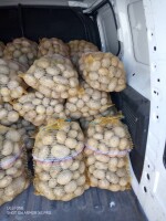 Sprzedam ziemniaki volumia z delikatnym parchem,kaliber 40+ worek 15 kg ilości + - ok 300 worków na raz  cena do dogadania.wlkp.powiat Pleszew  500634