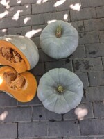 Kupie 20t dynia okragle bialy.kaliber 2-5kg