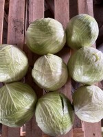 Sprzedam kapustę białą 1,5do 4kg ilości cało samochodowe