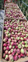 Dzień dobry. Sprzedam Lobo. Naszykuję w dowolne opakowanie. Okolice Magnuszewa. Zapraszam do kontaktu 885025918