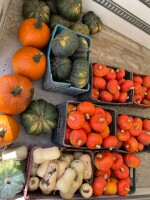 Sprzedam dynię hallowen 5-12kg,  Hokkaido kaliber handlowy
Piżmowa kaliber handlowy 
Muskat 5-12kg, jeszcze się wybarwia 
Ilości i forma opakowania do