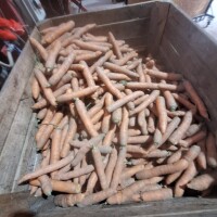Sprzedam grubom marchew około 500kg odkładana na brudno.wiecej inf pod nr tel.511899018