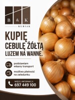 Kupię cebulę prosto z pola na wanne. Posiadam własny transport. Możliwość płatności na załadunku