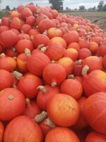 Hokkaido kaori kuri, flexi kuri ładnie wybarwiona 30 ton 99-412 opakowanie kartonbox 1t cena do uzgodnienia indywidualnie. Mam również około 30 ton Ma