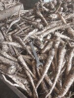 Sprzedam pietruszkę korzeń kopana pod zamówienie