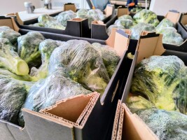 Sprzedam brokuł foliowany, certyfikat GlobalG.A.P. Cena 4,3 zł netto.