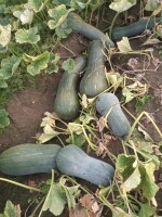 Sprzedam dynie Lunga  di Napoli kaliber kaliber od 4 kg do 12kg