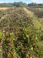 Dzień dobry, Oferuję w sprzedaży ok 20 ton owoców aronii
Owoc jest piękny, gruby, jędrny i przede wszystkim czysty.

Kombajnowanie rozpoczynam po doga