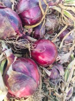 Cebula czerwona kaliber od 7. Zdrowy towar. ILOSCI BUSOWE.
Cena 3 zl