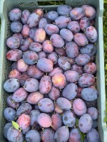 sprzedam śliwki mieszaniec duże ilości duża słodka śliwka  odbiór osobisty cena 3 zł 507564672