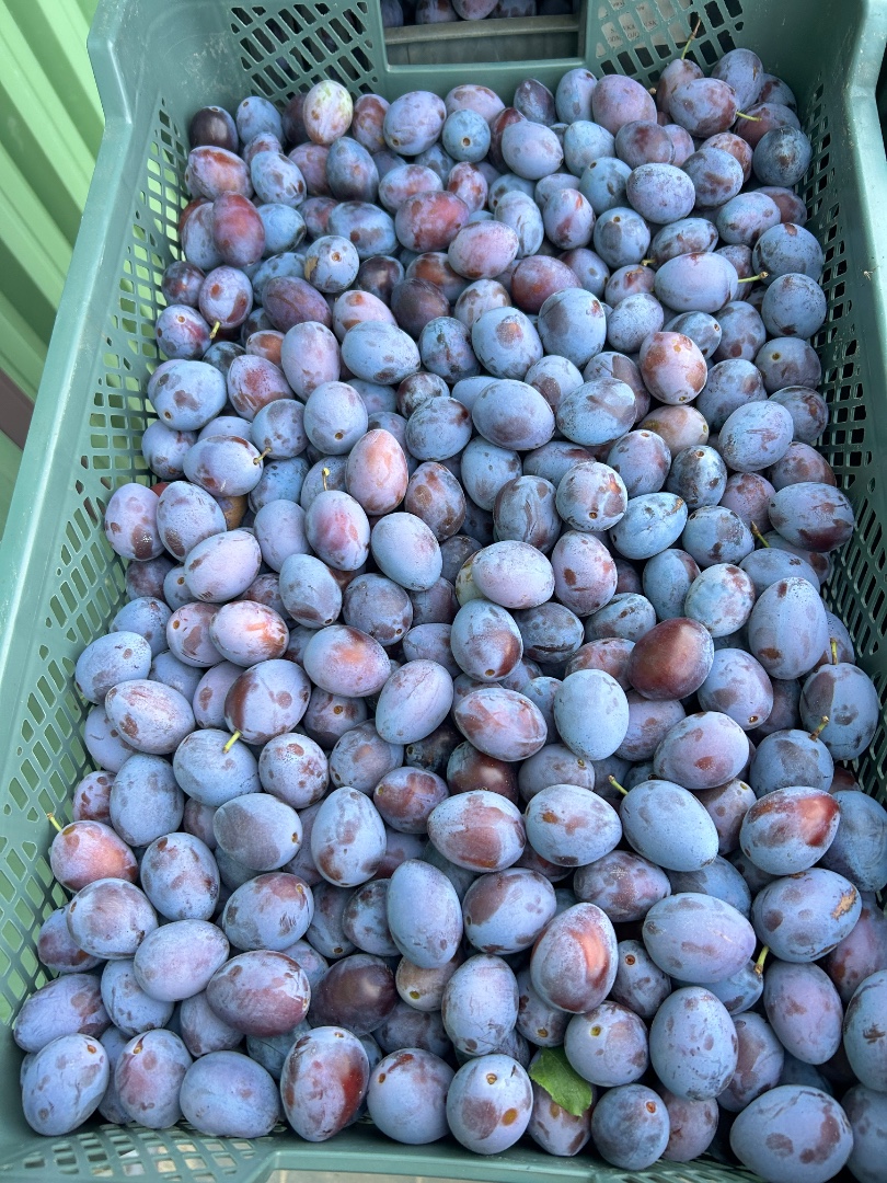 zdjecie-1