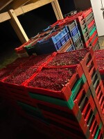 Oferujemy świeżą i mrożoną borówkę brusznicę pochodzącą z Finlandii. 
Sprzedaż hurtowa od 10 ton. Większe ilości oraz regularne dostawy są możliwe po