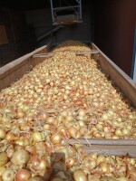 Polfarm Trade zakupi cebule na pakowanie i obieranie żółta oraz czerwona w ilościach calopojazdowych luzem.