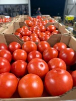 POMIDORY Z RUMUNII – ŚWIEŻE I GOTOWE DO DOSTAWY 🇵🇱 
Oferujemy świeże, czerwone pomidory z Rumunii, starannie sortowane i pakowane.

🍅 Opakowanie: k