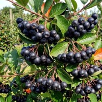 Kupimy ekologiczną aronię na soki w kisten.