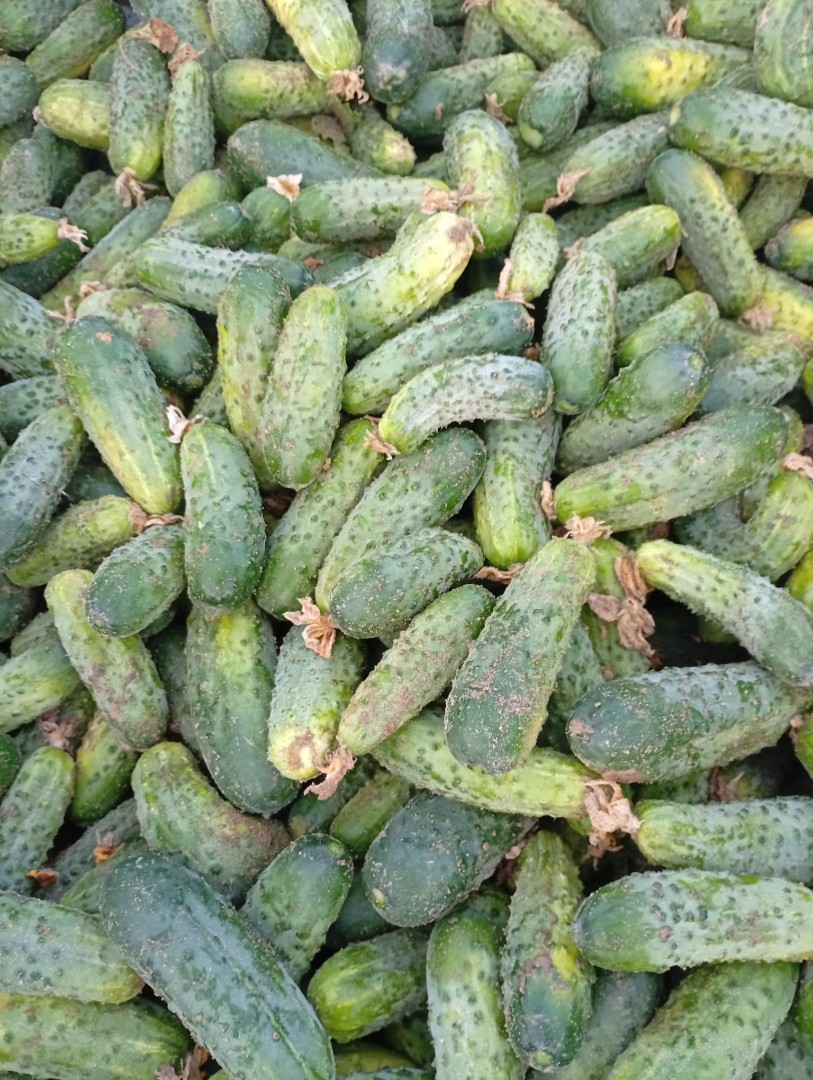 zdjecie-1